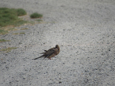 Sacramento National Wildlife Refuge