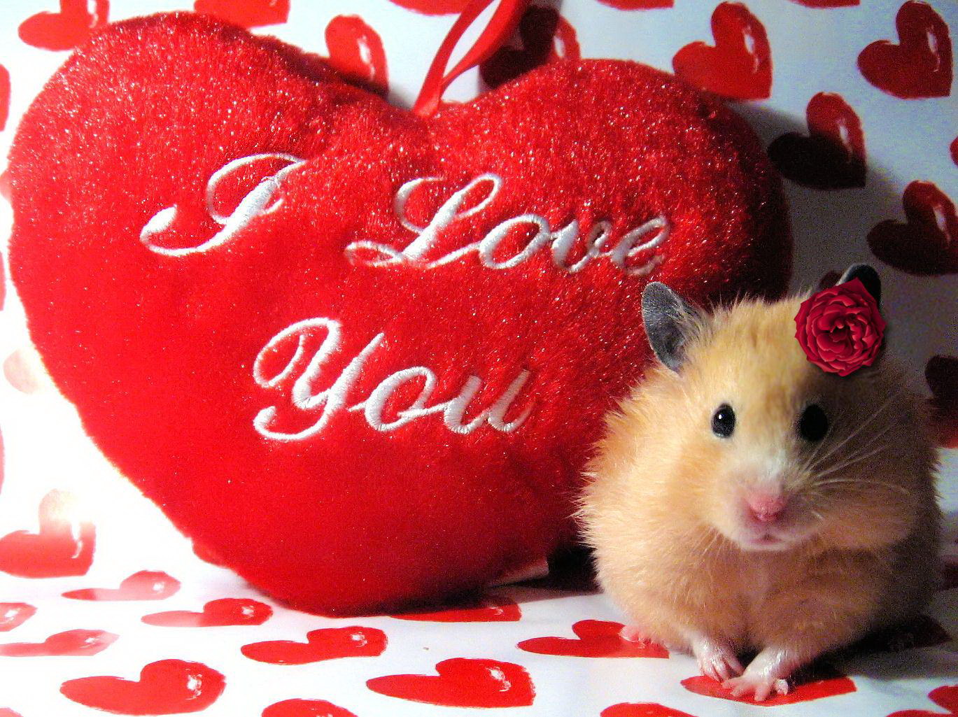 i love ♥ you heart HD wallpapers - I ♥ You images | Valentine's Day