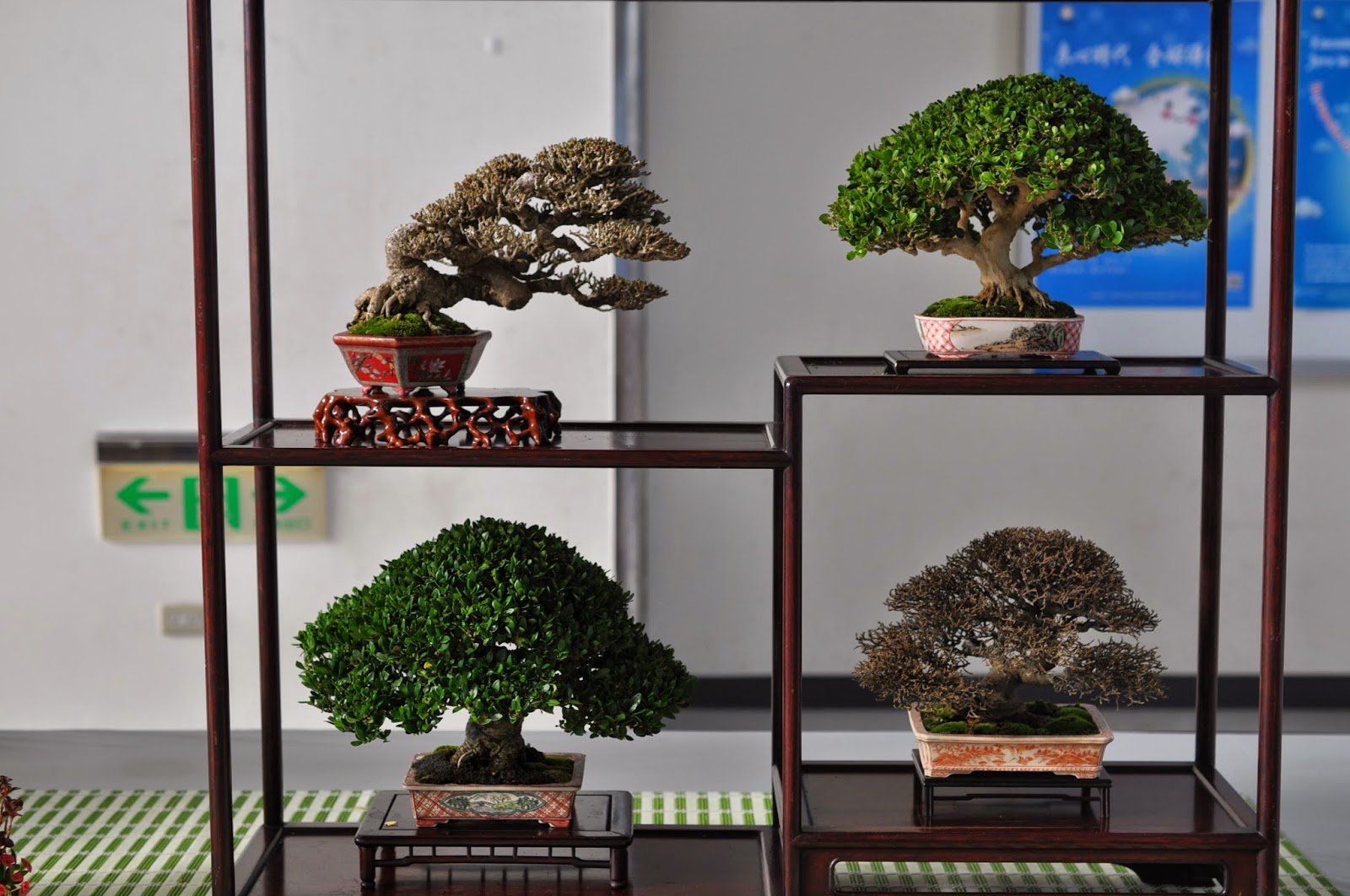 Bonsai Exhibition Aneka Ragam Bentuk Bonsai