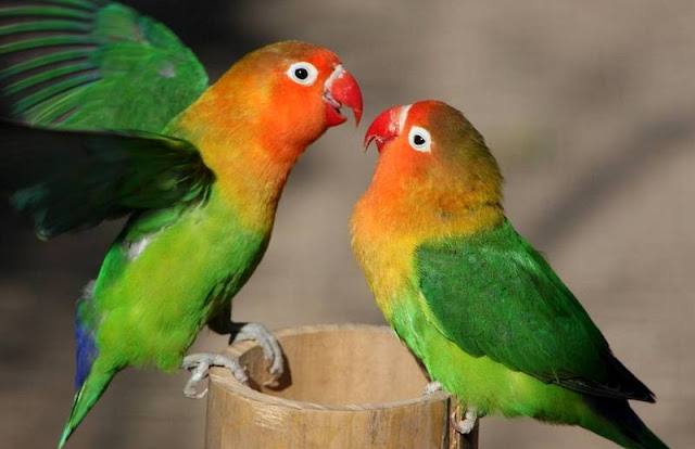 Trik Cepat Sukses Budidaya Burung Lovebird Trik Cepat Sukses Budidaya Burung Lovebird