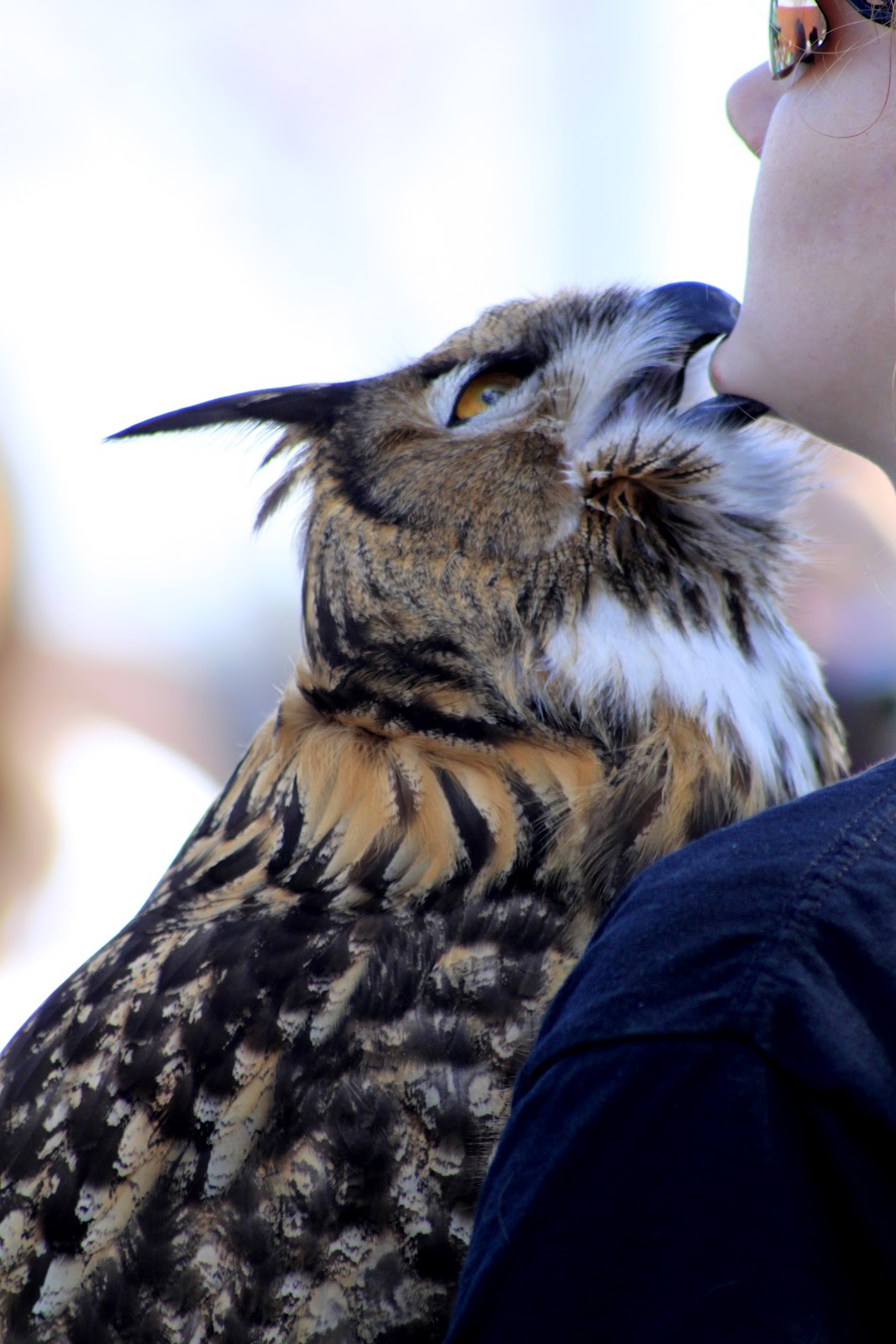 Ponderings of an Elect Exile focused on Glory...Amazing Birds of Prey...