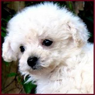 Poodle Puppy Best Pictures | Puppy Photos Collection