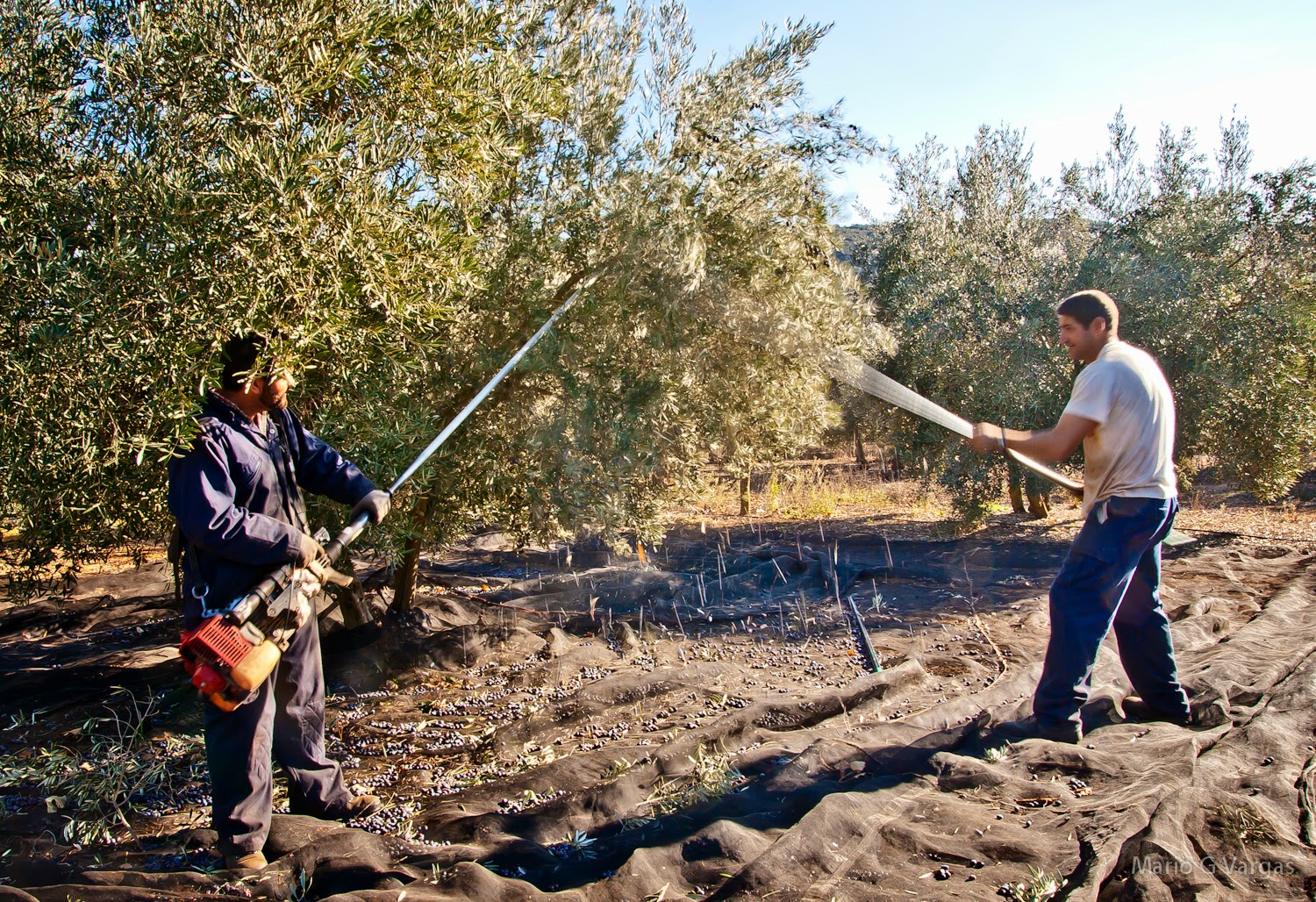 Mar de Olivos El proceso de