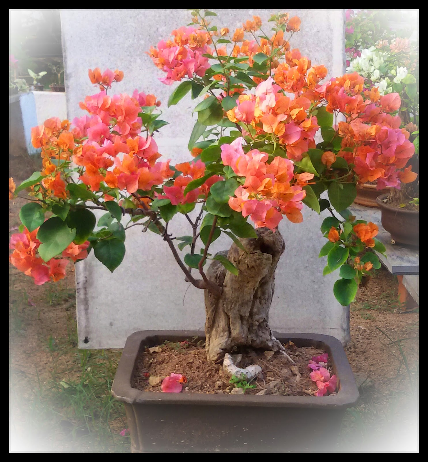 Bodhi Bonsai, Chennai, India 2014