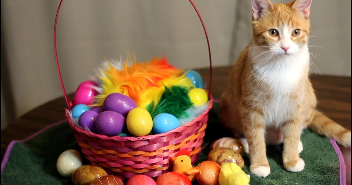 Sushi and Runt's Cat and Dog Blog ! Easter Basket and Surprise Eggs