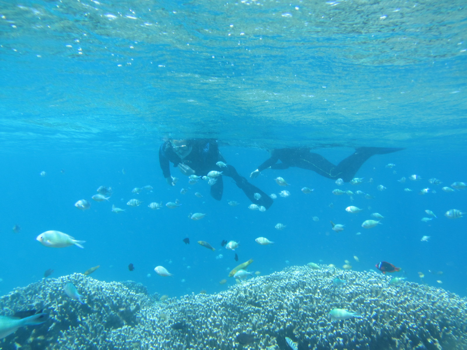 おきなわさ～｜沖縄体験ダイビング・シュノーケル・リバートレッキング Okinawa Beach Snorkeling