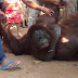 Direktur COP Sebut Orangutan yang Tewas di Bontang Dibunuh