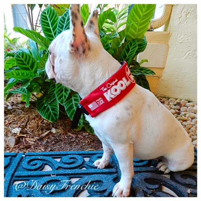 Daisy The French Bulldog Keeping Kool with Kool Collar