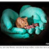Cientistas conseguem gerar ratos saudáveis a partir de pais do mesmo sexo