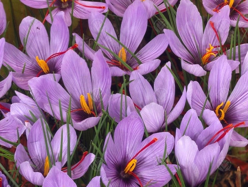 Луковицы шафрана. Крокус Шафран луковицы. Крокус сативус луковицы. Crocus sativus семена. Лук Шафран.
