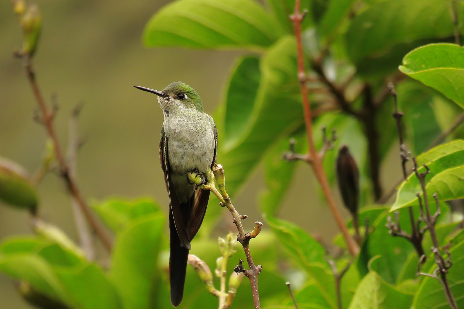 Aves endémicas presentes en Cajamarca