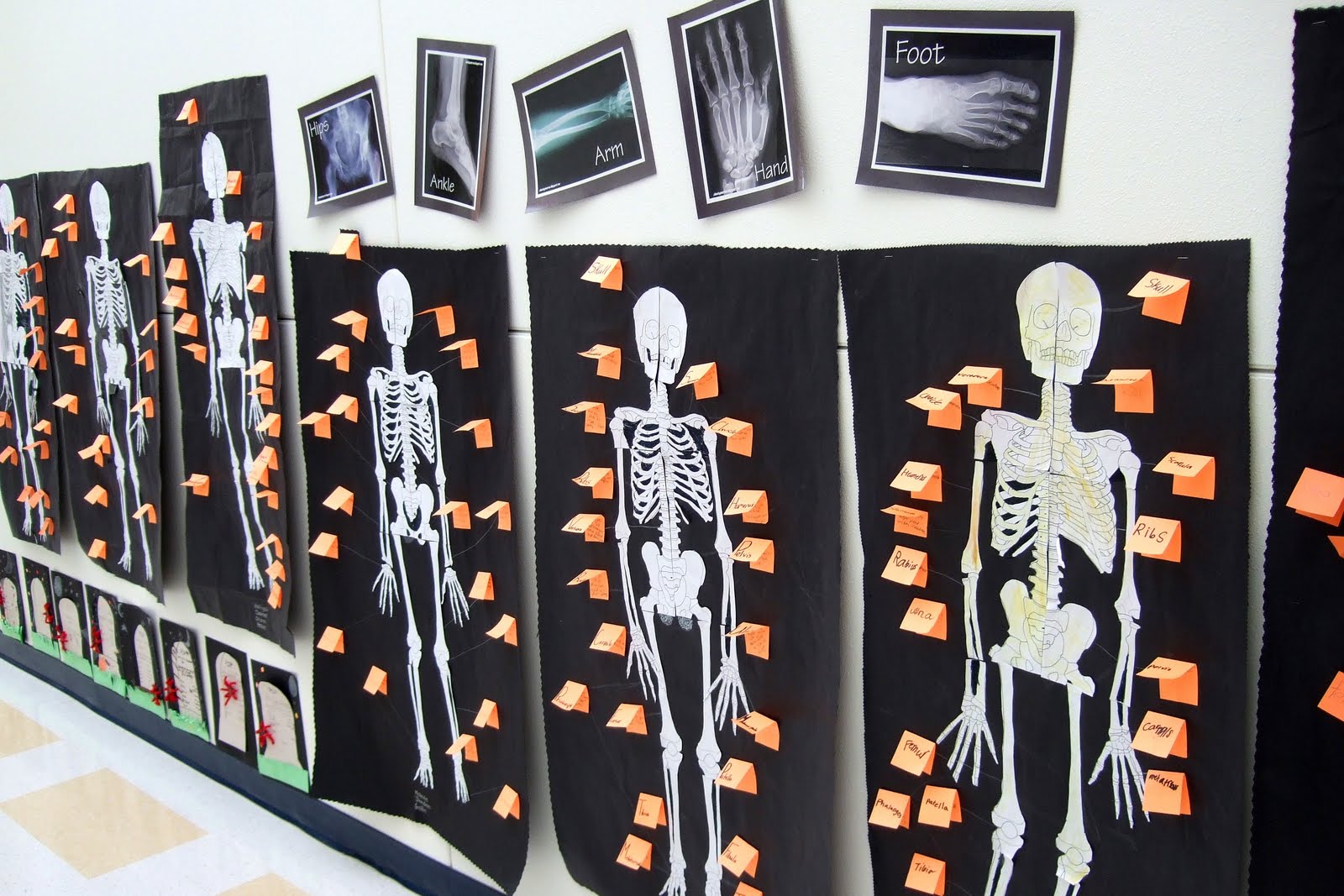 The Inspired Classroom: Skeletal System