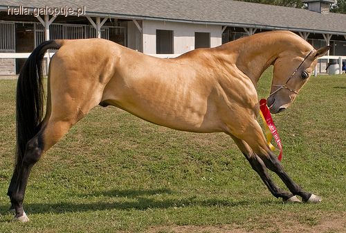 Jeden oddech, jedno bicie, jazda konna-całe życie: Rasa to podstawa :)