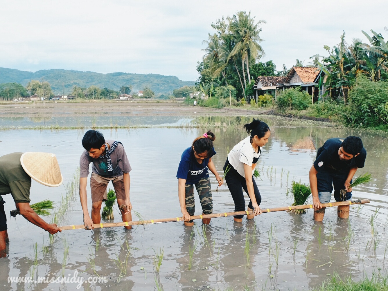 wisata menanam padi di desa wisata kebon agung bantul yogyakarta