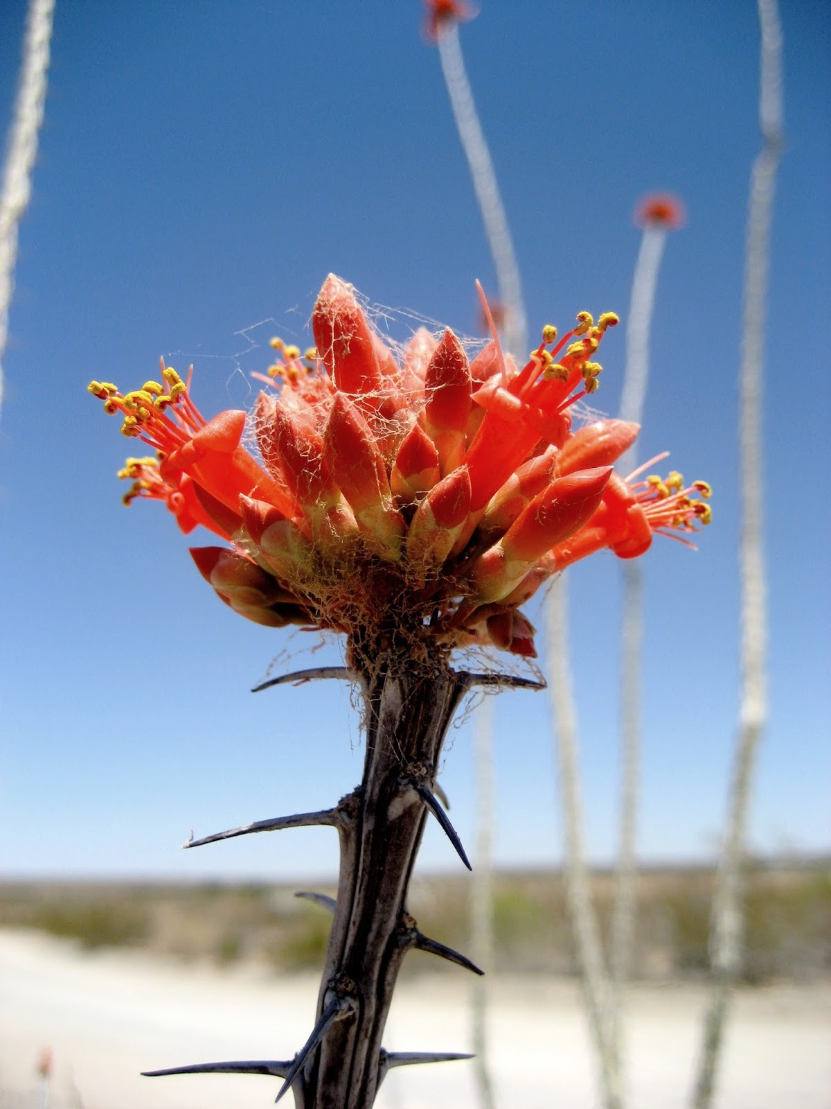 Living Rootless El Paso UTEP An Ocotillo Day