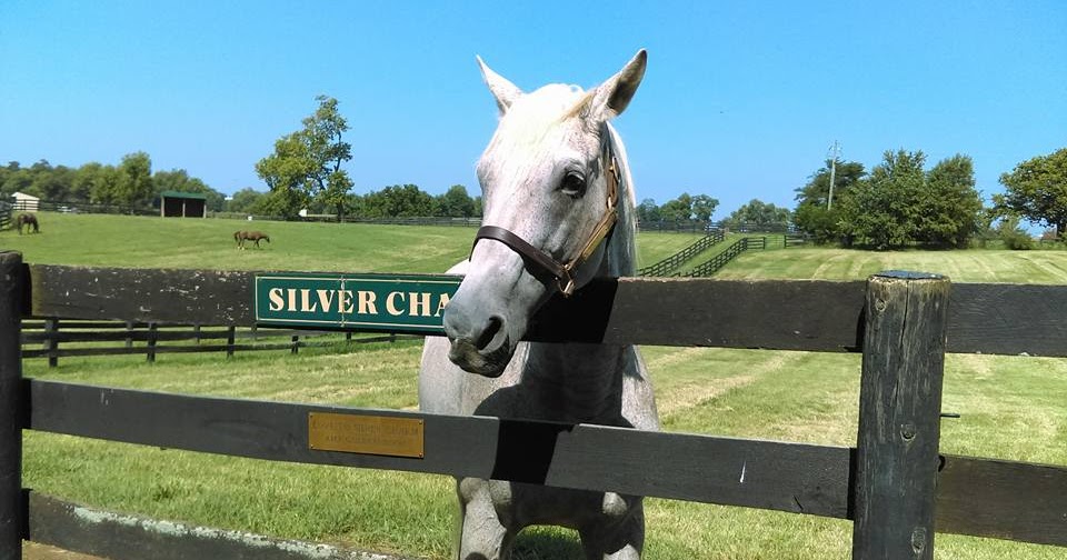 Road To BreyerFest Breyerfest Fun and Why You Should Join In!