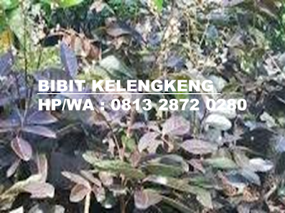 Bibit Kelengkeng Merah Bibit Kelengkeng | Bibit Kelengkeng Merah | Bibit Kelengkeng Merah Murah | Harga Bibit Kelengkeng Merah | Jual Bibit Kelengkeng Merah | Bibit Kelengkeng Aroma Durian | Bibit Lengkeng Aroma Durian | Jual Bibit Kelengkeng Aroma Durian | Bibit Kelengkeng Kristal | Bibit Kelengkeng New Kristal | Bibit Kelengkeng Itoh | Bibit Kelengkeng Itoh Super | Bibit Kelengkeng Diamond River