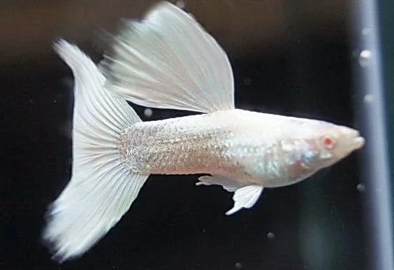 Ikan Guppy Full Platinum - Cara Budidaya Ikan Guppy