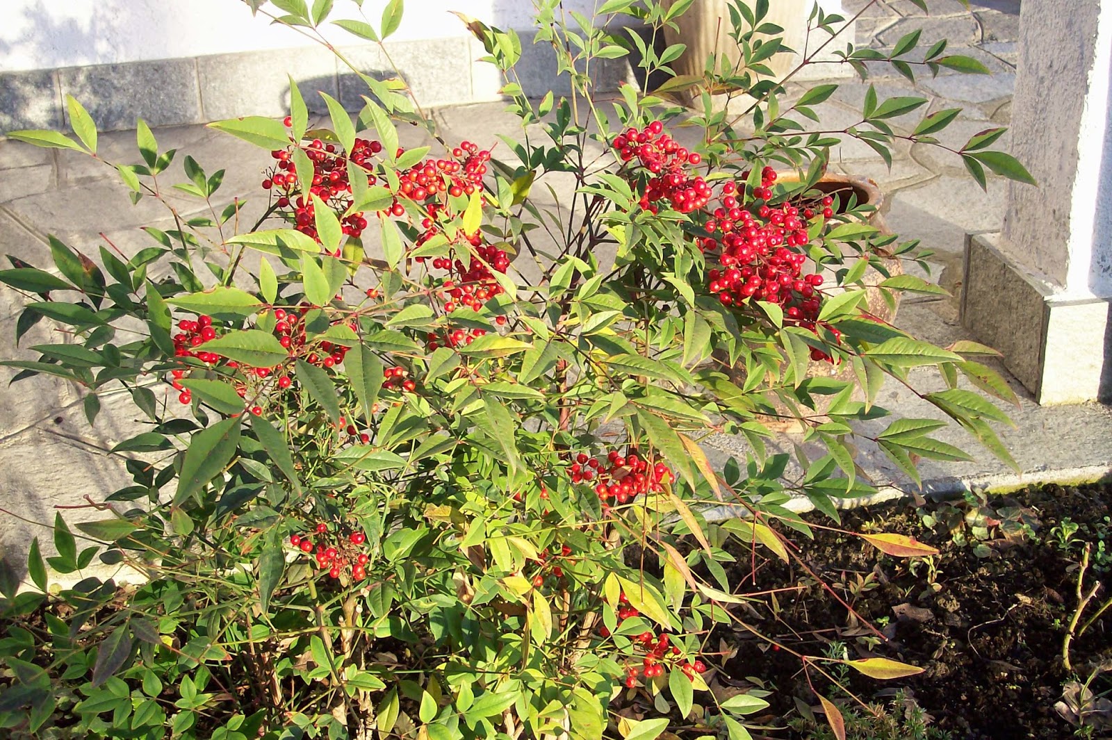 Ultimissime dall'orto Nandina bacche rosse per Natale
