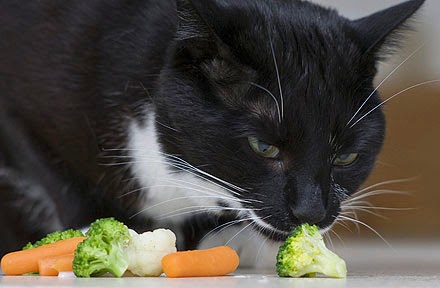 Reader Question: Can Cats Be Fed a Vegan Diet?