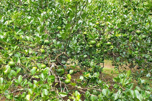 thick brush, tangerine, orchard