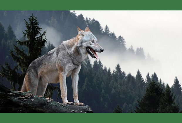 facts about wolves facts about wolves