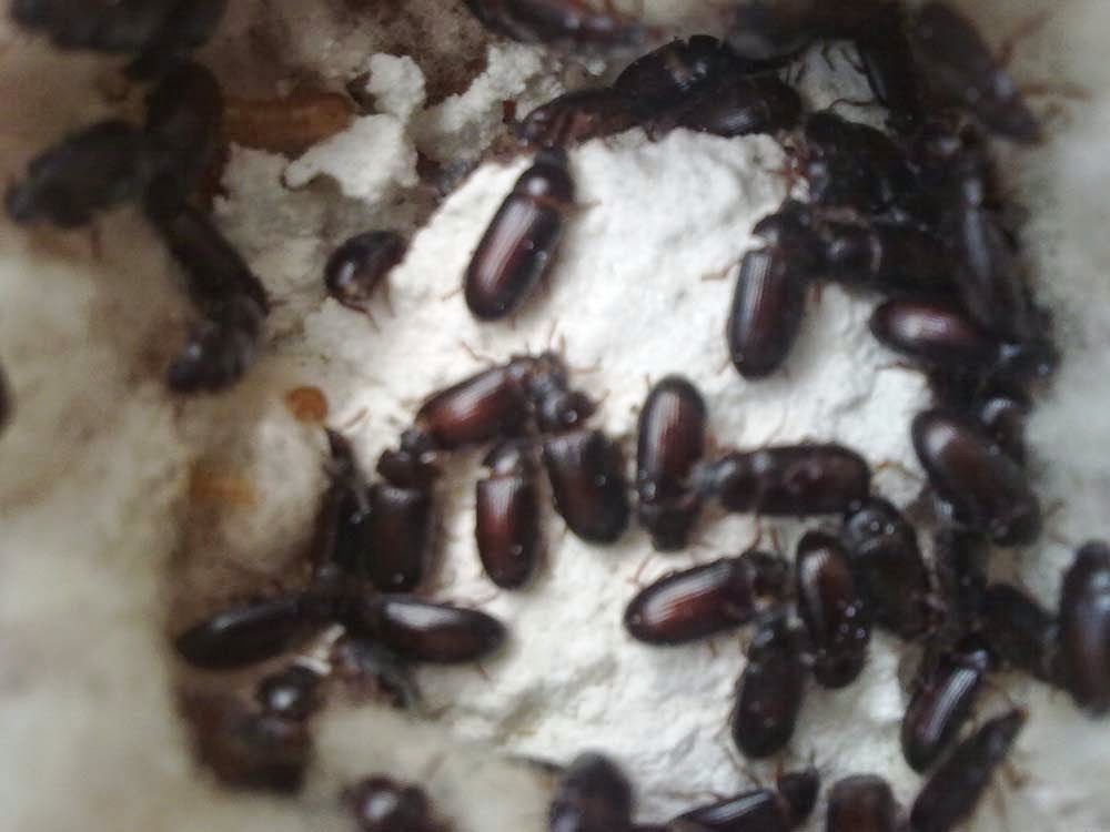 foto semut jepang - gambar hewan