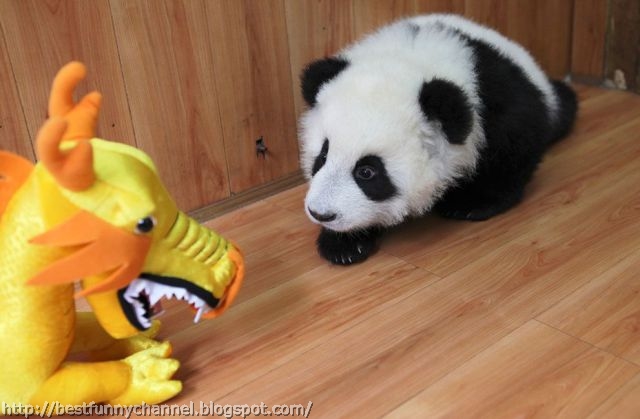 Funny little panda.