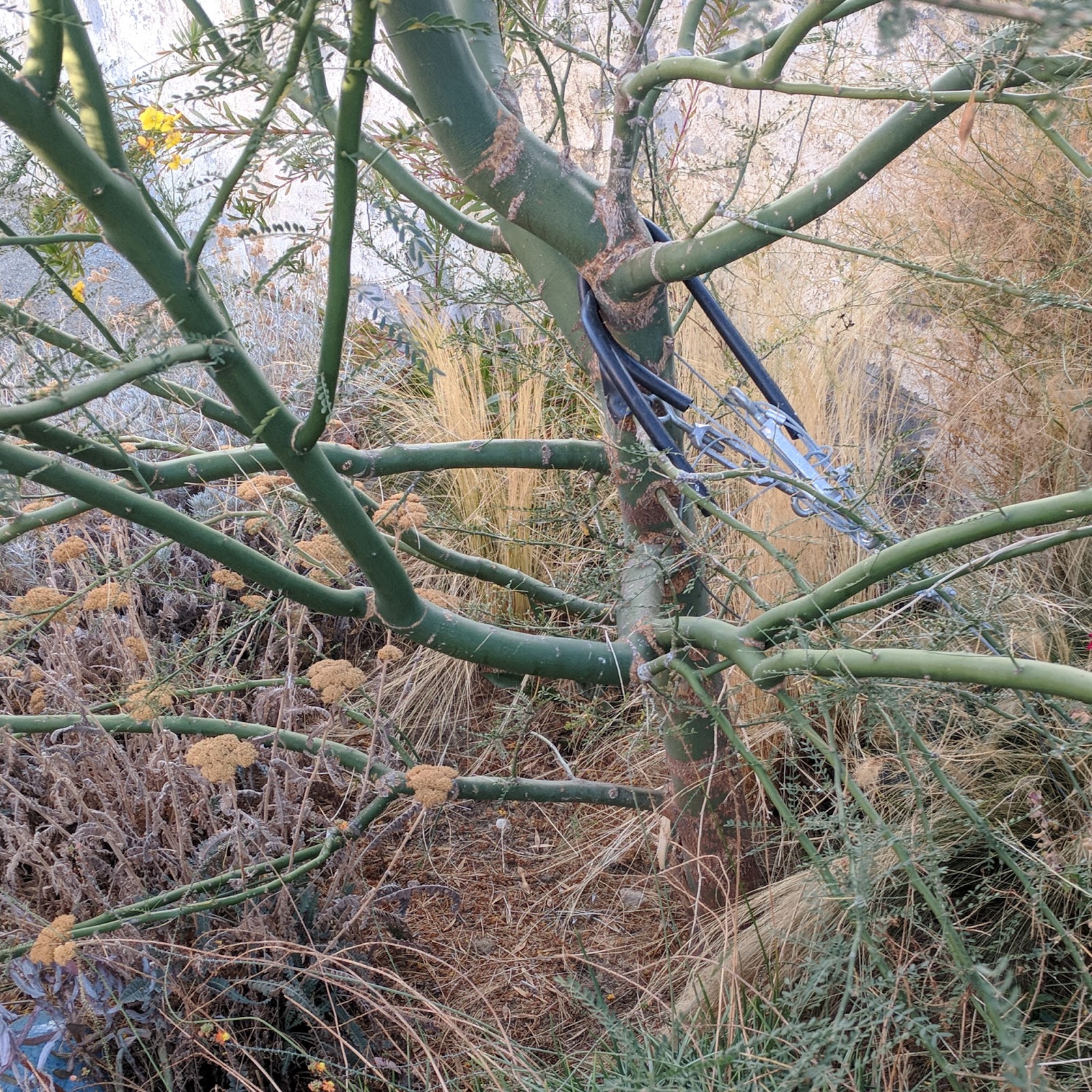 Gardening Turned Up to Eleven Pruning Help Needed For Palo Verde!