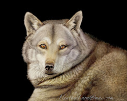 realistic animal hyper lara drawings wolf scratchboard heather wildlife painting paintings animals deviantart closeup kim lee hunt designstack tiger