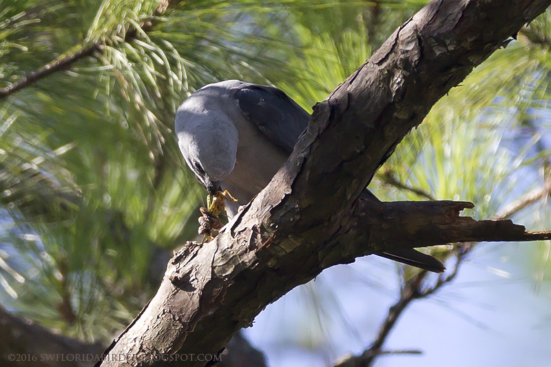 Mississippi Kites and Lake Apopka Wildlife Drive Focusing on Wildlife