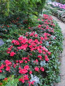 Allan Gardens Conservatory Christmas Flower Show 2013 red cyclamen by garden muses: a Toronto gardening blog