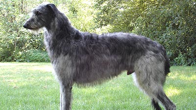 Scotish Deerhound