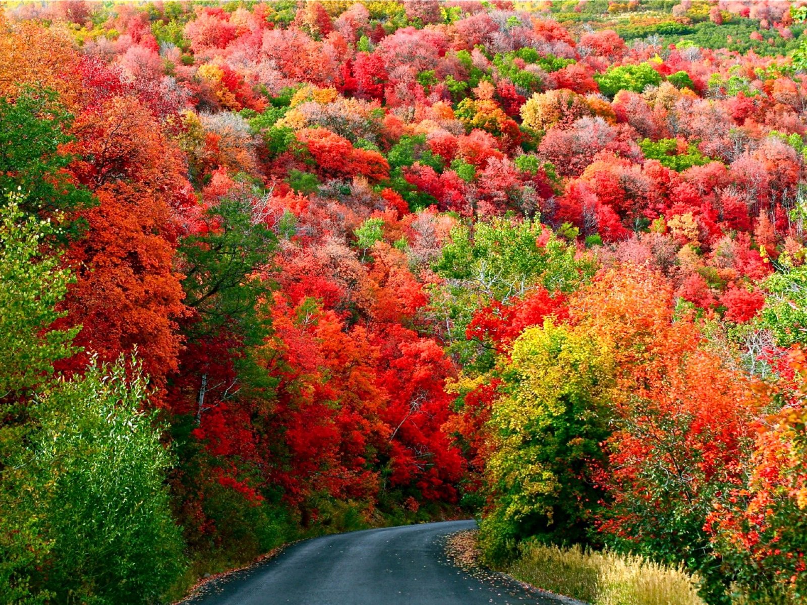 Вот и пришла разноцветная осень. Багряная осень. Разноцветная осень. Осень деревья. Разноцветный осенний лес.