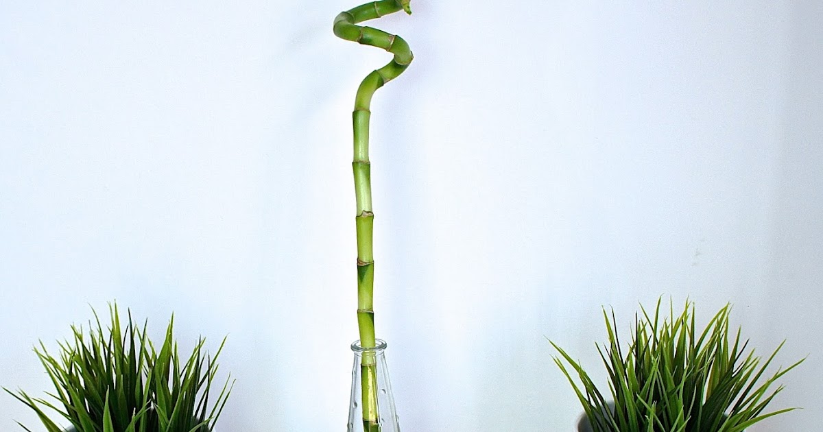 IKEA Low Maintenance Plant / Greenery Haul