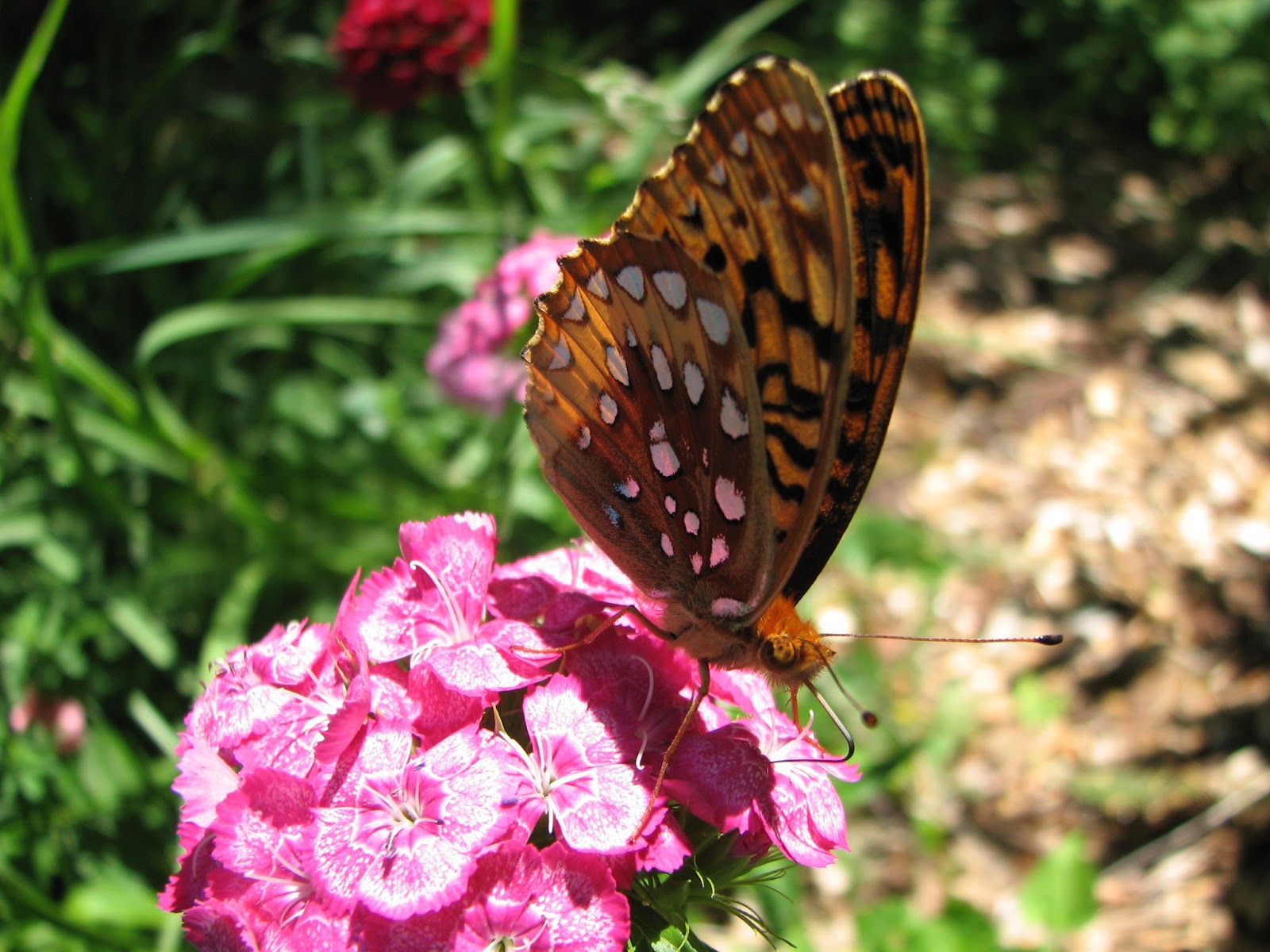 Vermont Butterfly Photos Great Spangled (Cybelle) & Aphrodite