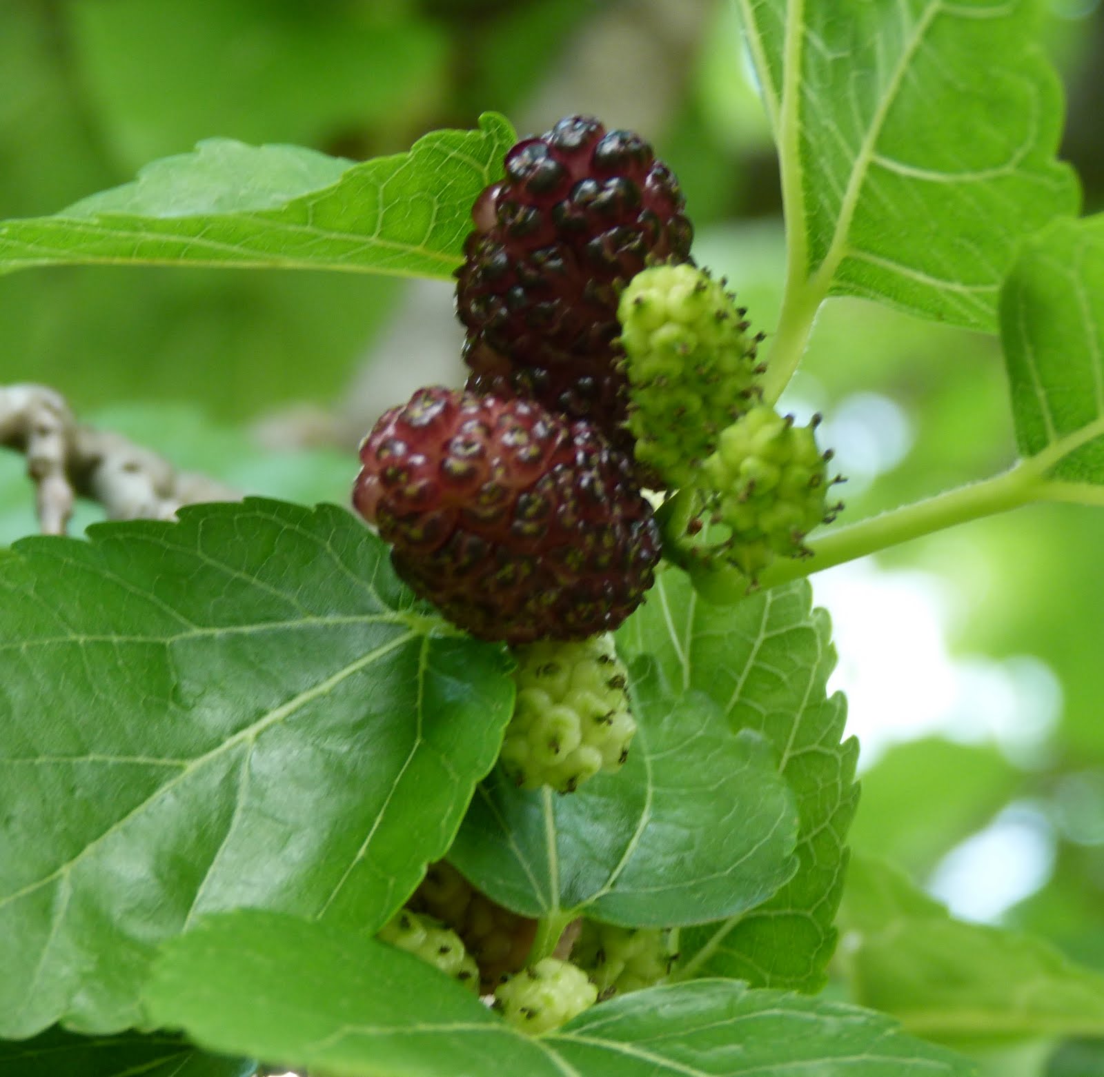 Deborah Lawrenson: Bearing fruit...mulberries