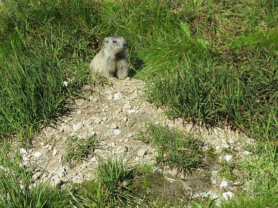Świstak tatrzański (Marmota marmota latirostris).