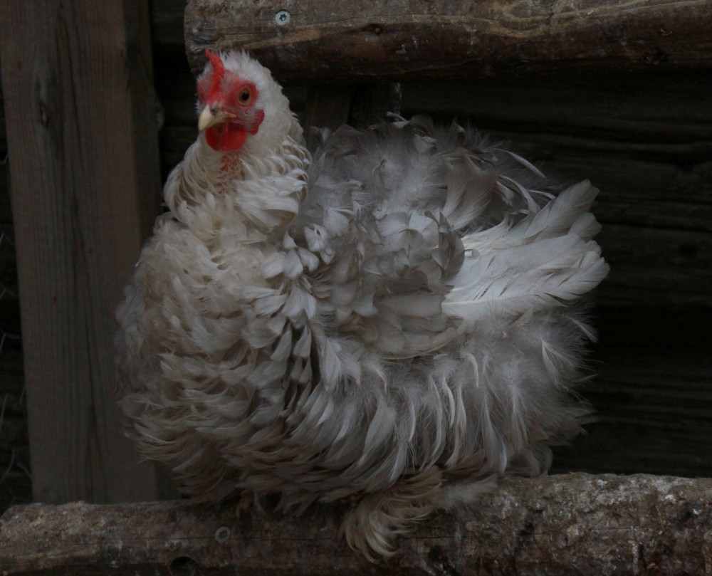 suku puoli sarja kuva Pokemon