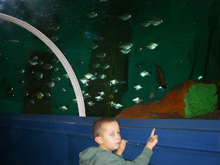 walk through fish tank
