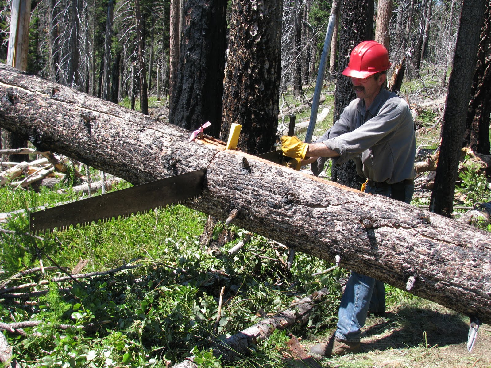 Green Cascadia Let's Sharpen a Crosscut Saw