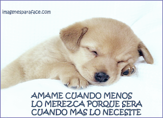 Imagenes de Amor Tiernas de Animales-Imagenes de amor Imagenes de Amor
