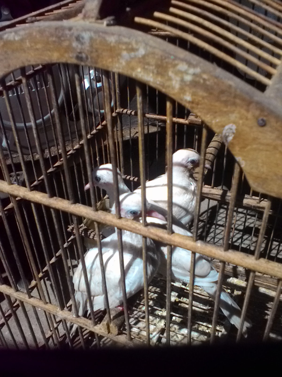 JUAL KUTUT: Jual Perkutut Putih Mata Merah