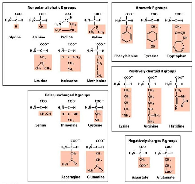 amino acids mcat anki