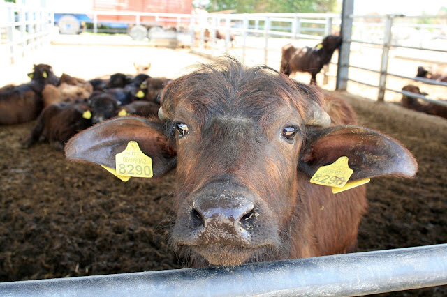 bufala is Italian for female buffalo bufala is Italian for female buffalo