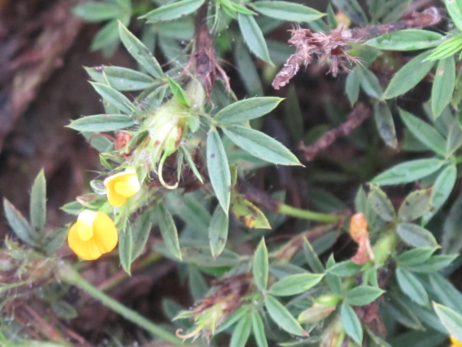 Fabaceae Leguminosae no Brasil Papilionoideae