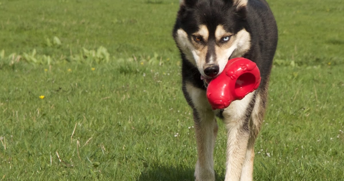 De avonturen van de husky heren Wat een wandeling De avonturen van de husky heren Wat een wandeling