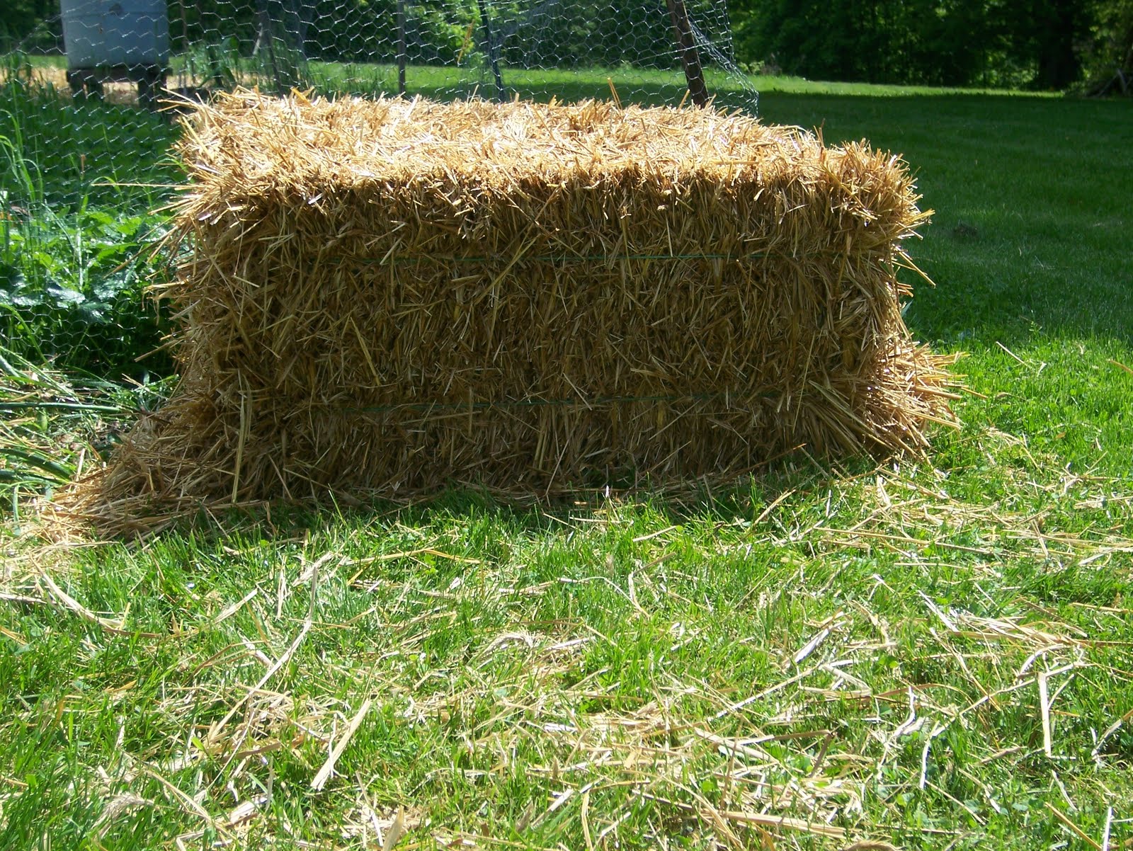 A Maine Garden: Straw Bale Gardening 1