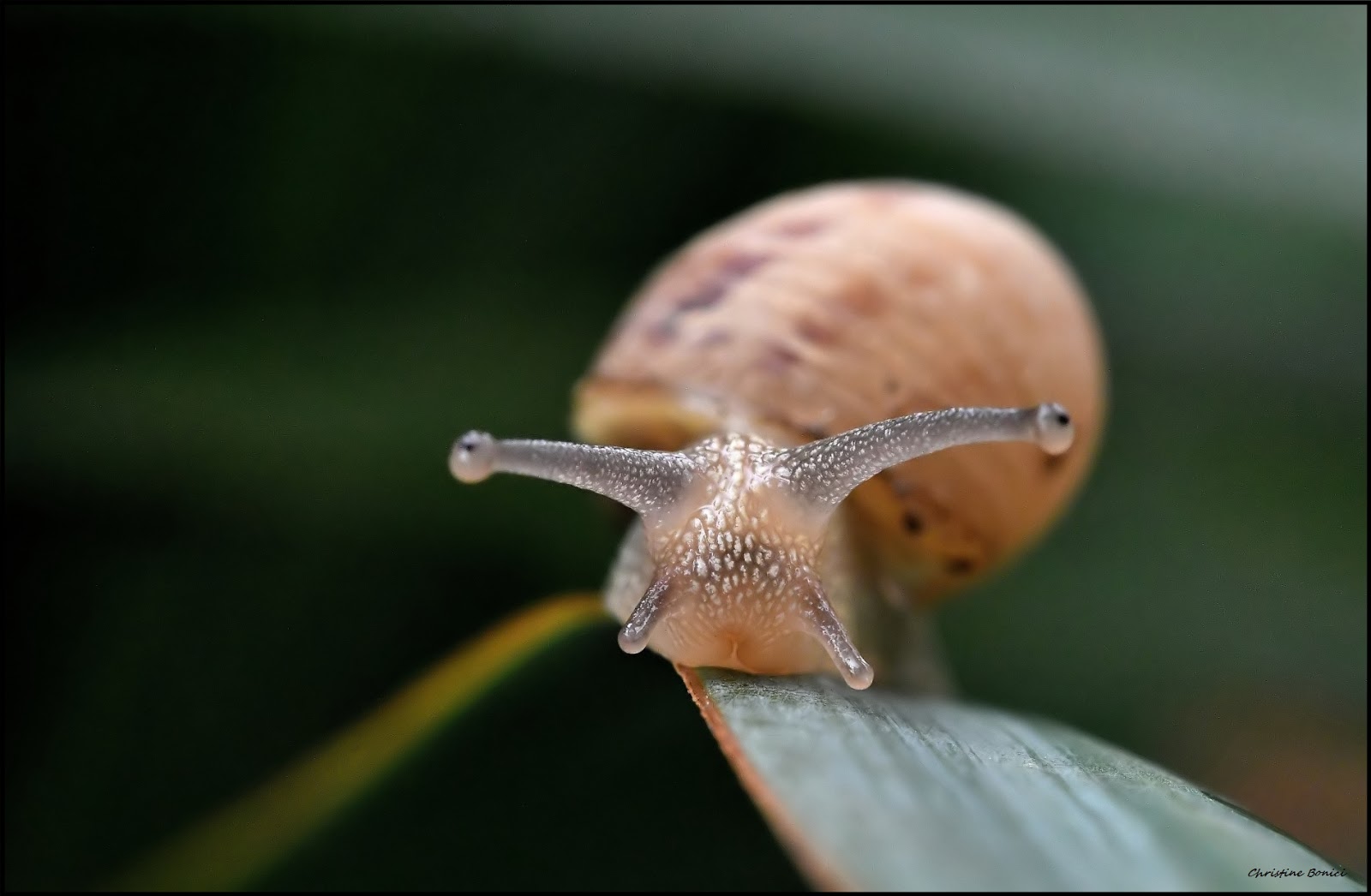 Epeire, fourmis, escargot.................; | Christine Bonici Photographie