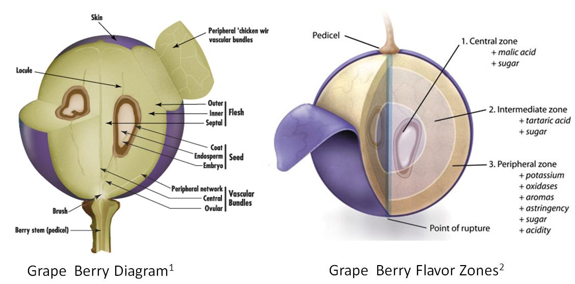 EnoViti: Chemistry of the Grape Berry